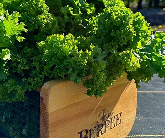 photo of leafy vegetables